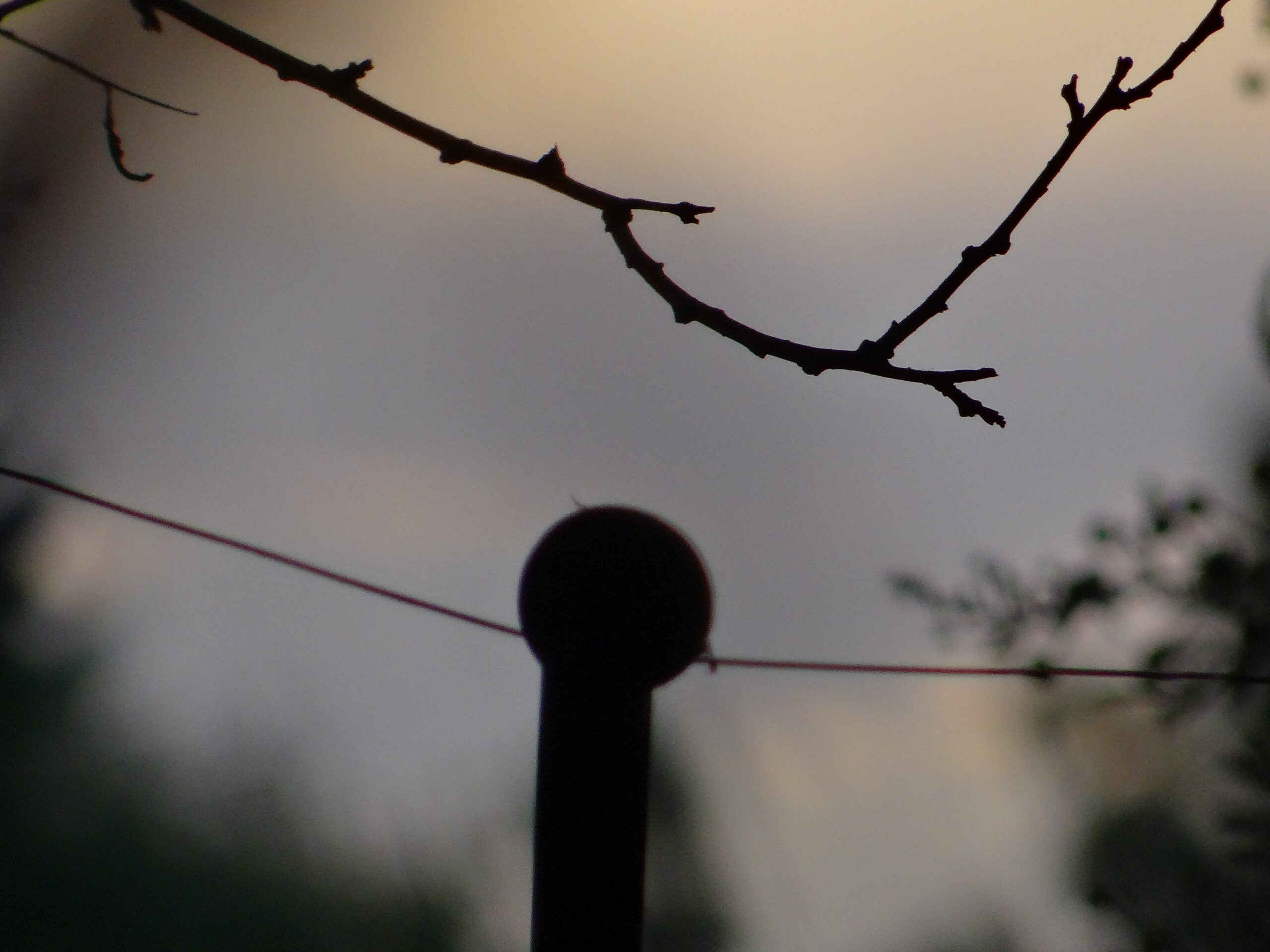 Jeg har tænkt mig at købe et elhegn så hunden ikke kan løbe væk