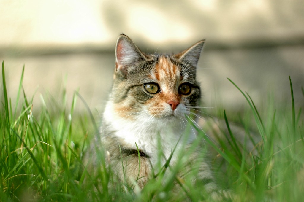 Katteformidling hos den lokale dyrehandel – stof til eftertanke