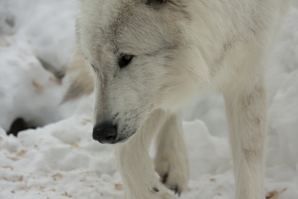Forleden dag fandt jeg to herreløse hunde – jeg gav dem hundemad