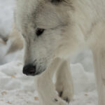 Forleden dag fandt jeg to herreløse hunde – jeg gav dem hundemad