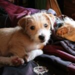 Øg din hunds heldbred med det rigtige hvalpefoder